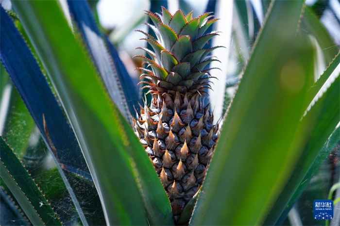 這是12月23日在斯里蘭卡馬坎杜拉拍攝的中國(guó)技術(shù)試驗(yàn)田里的菠蘿。新華社記者 陳冬書 攝