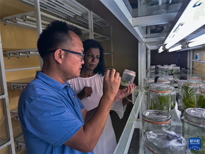 12月23日，在斯里蘭卡馬坎杜拉，中國(guó)專家與斯里蘭卡馬坎杜拉可持續(xù)農(nóng)業(yè)與發(fā)展研究中心主任達(dá)莎妮·賈亞曼納交流。新華社發(fā)（中國(guó)、聯(lián)合國(guó)糧農(nóng)組織與斯里蘭卡南南合作項(xiàng)目專家組供圖）