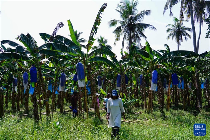 12月23日，在斯里蘭卡馬坎杜拉，農(nóng)民走過中國(guó)技術(shù)試驗(yàn)田香蕉田。新華社記者 陳冬書 攝