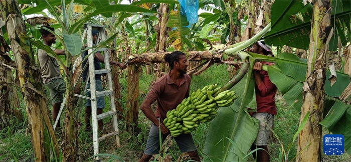 12月28日，在斯里蘭卡馬坎杜拉，當(dāng)?shù)剞r(nóng)民收獲香蕉。新華社發(fā)（中國(guó)、聯(lián)合國(guó)糧農(nóng)組織與斯里蘭卡南南合作項(xiàng)目專家組供圖）