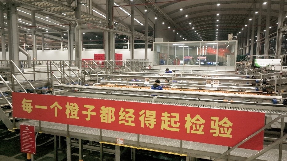 工人在智能生產(chǎn)線上對(duì)臍橙精深加工。人民網(wǎng)記者 張力洋攝