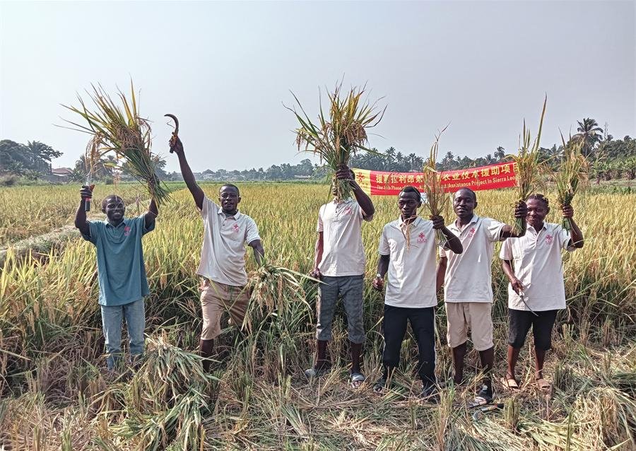 當(dāng)?shù)卮迕裾故窘衲甑乃痉N植成果。中國(guó)援塞農(nóng)業(yè)專家組供圖