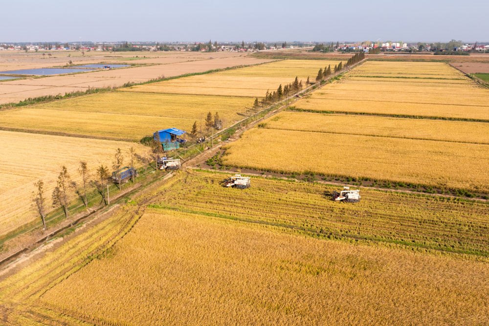 2024年11月1日，在湖南華容縣團洲垸，村民駕駛收割機收獲水稻（無人機照片）。新華社記者陳思汗 攝