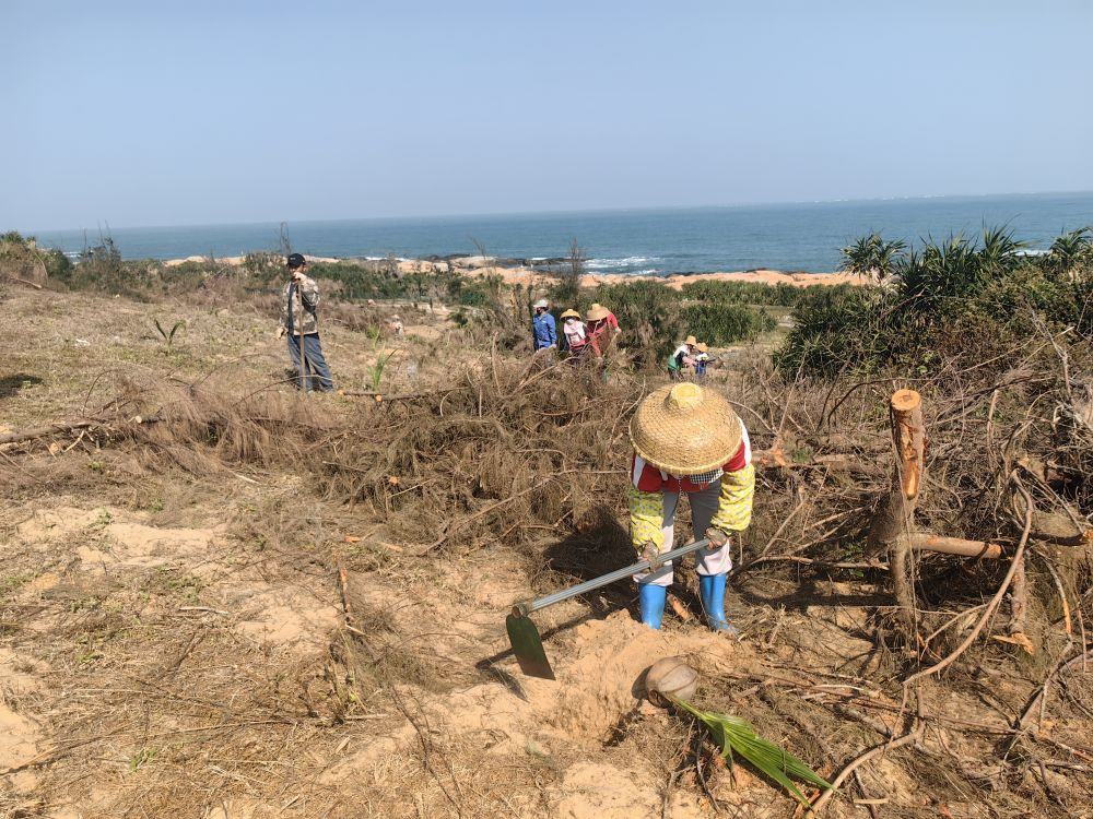 2025年1月19日，在海南文昌市，工人正在修復(fù)海岸防風(fēng)林。新華社記者吳茂輝 攝