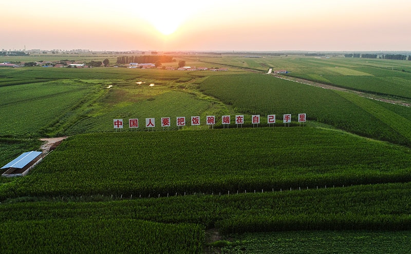 2020年7月23日拍攝的吉林省梨樹(shù)縣國(guó)家百萬(wàn)畝綠色食品原料（玉米）標(biāo)準(zhǔn)化生產(chǎn)基地核心示范區(qū)（無(wú)人機(jī)照片）。新華社記者 許暢 攝
