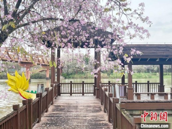 3月7日，廣州海珠國(guó)家濕地公園宮粉紫荊花海吸引游人。中新社記者 許青青 攝