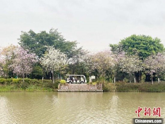 3月7日，廣州海珠國(guó)家濕地公園宮粉紫荊花海吸引游人。中新社記者 許青青 攝