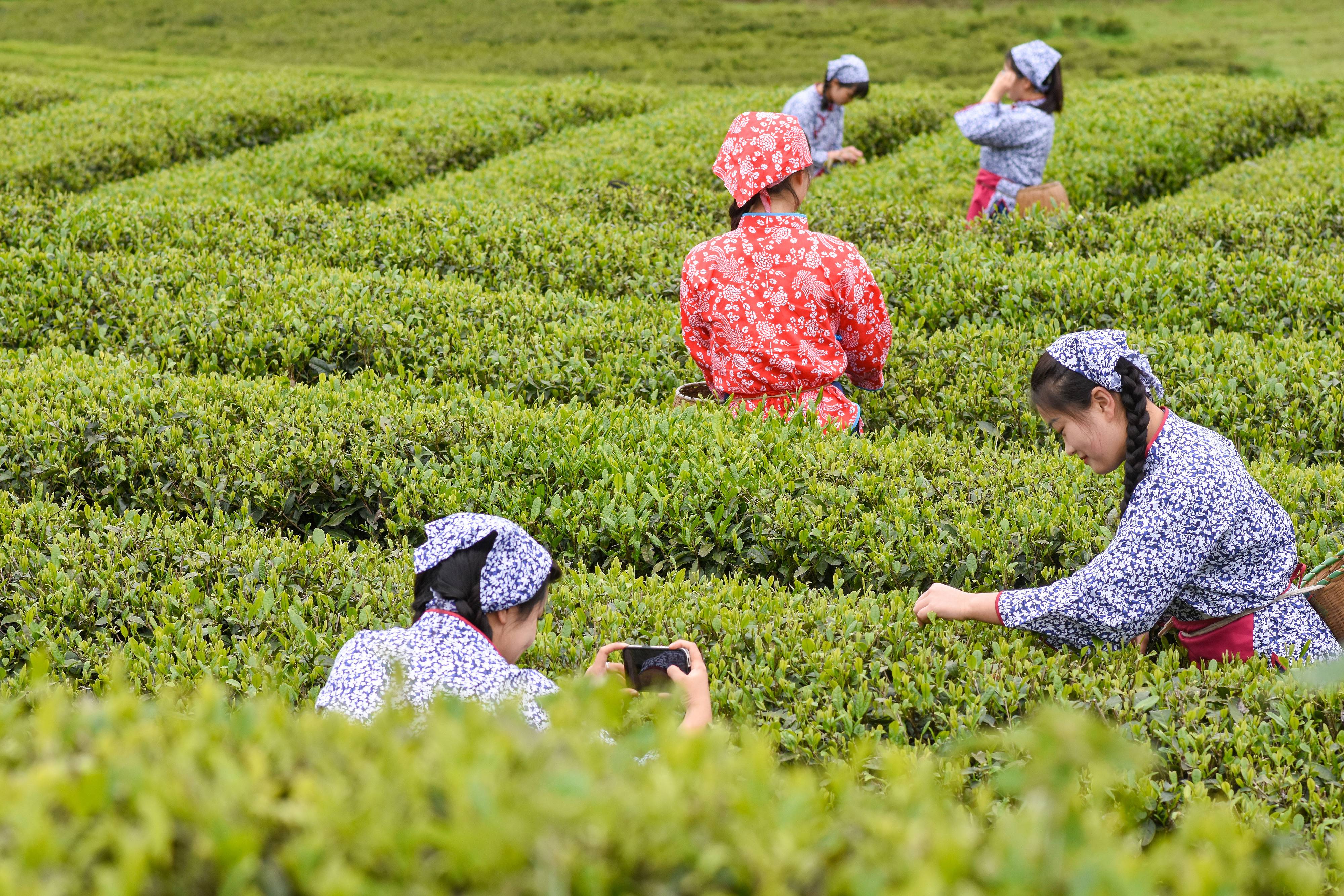 2023年4月6日，游客在貴州省銅仁市江口縣怒溪鎮(zhèn)駱象村生態(tài)茶園體驗(yàn)采茶樂(lè)趣。