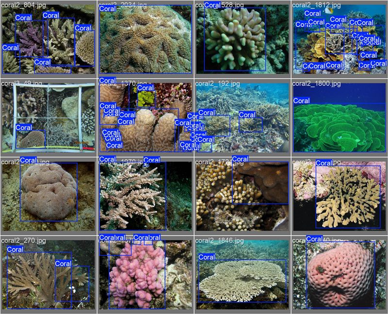南海珊瑚識(shí)別。阿里云供圖