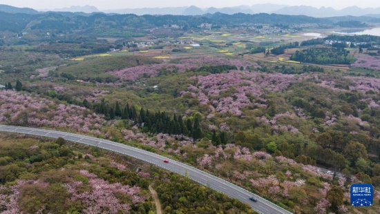清鎮(zhèn)市紅楓湖鎮(zhèn)右二村旁的道路與花海相映（4月5日攝，無(wú)人機(jī)照片）。