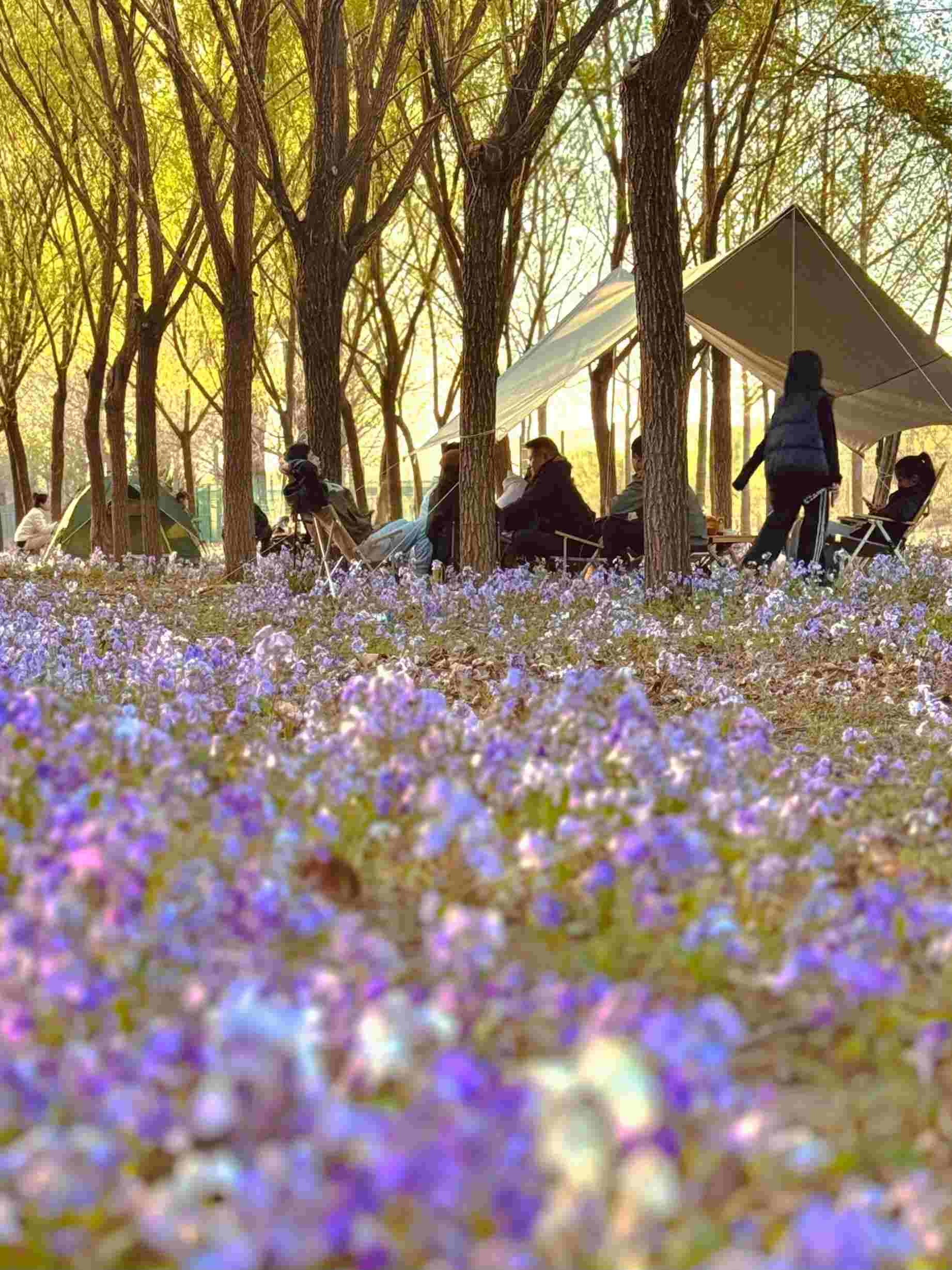 清明假期期間，范女士一家在北京溫榆河邊露營。受訪者供圖