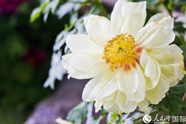 洛陽(yáng)國(guó)家牡丹園牡丹盛開(kāi)。 人民網(wǎng)記者 魯揚(yáng)攝