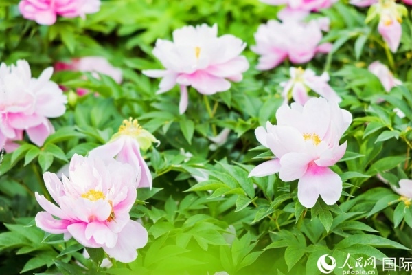 洛陽(yáng)國(guó)家牡丹園牡丹盛開(kāi)。 人民網(wǎng)記者 魯揚(yáng)攝