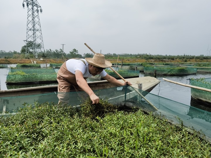 陳樹(shù)在湖北省仙桃市剅河鎮(zhèn)余腦村黃鱔繁育基地觀(guān)察黃鱔長(zhǎng)勢(shì)。新華社記者宋立崑 攝
