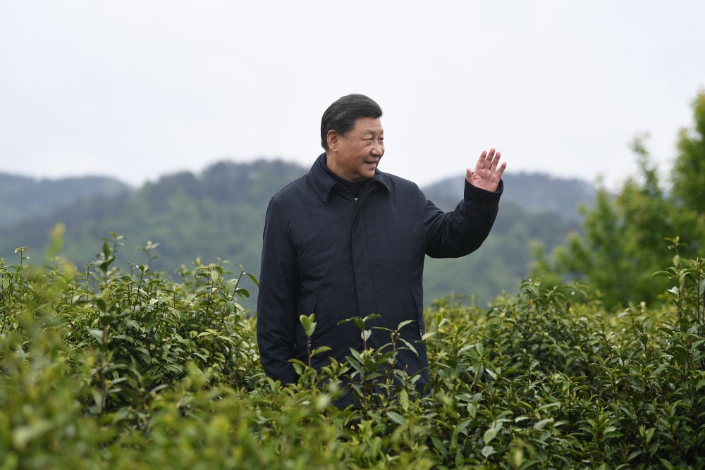 2020年4月21日，習(xí)近平總書記來到陜西安康市平利縣老縣鎮(zhèn)，在茶園考察脫貧攻堅(jiān)情況。新華社記者 燕雁 攝